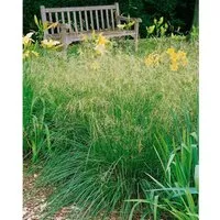 Deschampsia Cespitosa Bronzeschleier Schmiele Bronzefarben Ca. 9x9 cm Topf