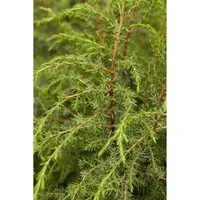Juniperus communis 'Hibernica' - Irischer Säulen-Wacholder 125-150 cm - Der Irische Säulen-Wacholder überzeugt mit seiner eleganten, säulenförmigen Wuchsform und blauen Nadeln. Ideal für strukturierte Gartenräume, pflegeleicht und robust – perfekt für jeden Garten.