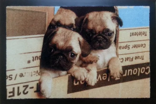 Türmatte Fußmatte Hunde Möpse Home  Schmutzmatte Vintage