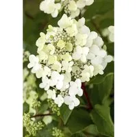 Hydrangea Paniculata Rispenhortensie Vanille-Fraise Ca 9x9 cm Topf
