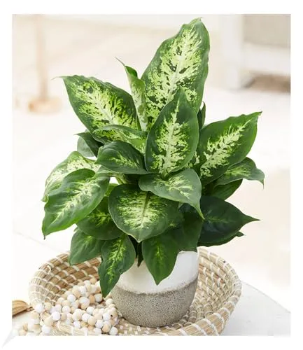 BALDUR Garten Dieffenbachie 'Compacta', 1 Pflanze, 1 Pflanze, Zimmerpflanze luftreinigend, sehr robust für dunkle Standorte geeignet, Dieffenbachia, Grünpflanze, mehrjährig - frostfrei halten