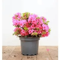 Rhododendron obtusum 'Michiko' – Pflegeleichte Azalee mit rosa Blüten