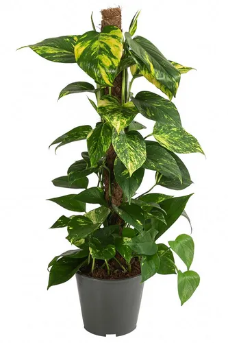 Dehner Efeutute, Epipremnum aureum - Pflegeleichte Kletterpflanze - Kletterpflanze, 70-80 cm hoch, inkl. 19 cm Topf. Ideal für Anfänger, luftreinigend und sorgt für eine beruhigende Atmosphäre. Perfekt für helle Standorte!