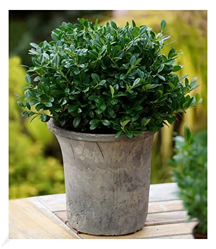 BALDUR Garten 1x immergrün Luxus® Globe der Buchs-Ersatz, Pflanze im 9x9 cm-Topf, dunkelgrüne Stechpalme, bekommt keine giftigen Beeren, winterhart, für Standort im Schatten geeignet, Ilex crenata