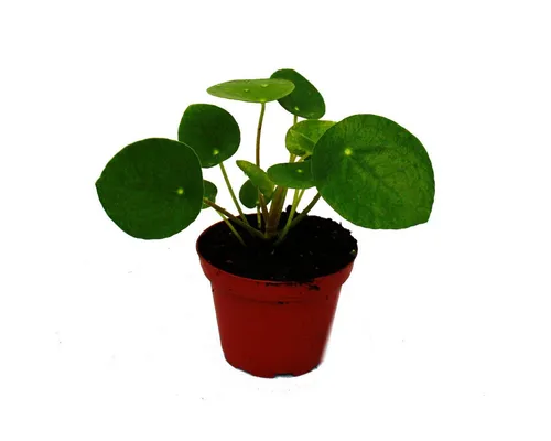 Exotenherz Zimmerpflanze Pilea peperomioides Glückstaler Chinesischer Geldbaum im 7cm Topf
