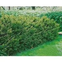Taxus media 'Groenland' 20-25 cm