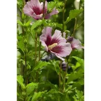 Hibiscus syriacus 'Russian Violet'