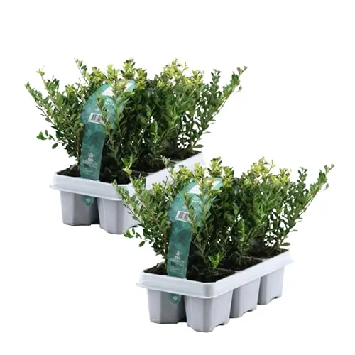Japanische Stechpalme - 12er Set - Ilex crenata 'Jenny' - Immergrüner Strauch, ideal als Buxus-Ersatz, pflegeleicht und krankheitsresistent. Perfekt für Hecken oder als Solitärpflanze.