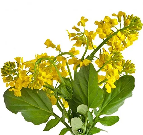 Barbarakraut - min. 100 Samen