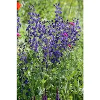 Aconitum Napellus Blauer Eisenhut Ca. 11x11 cm Topf
