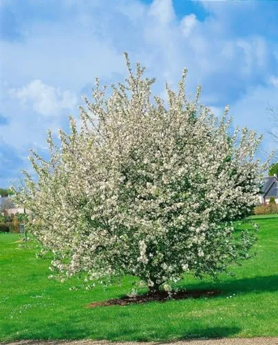Malus sylvestris CAC 60-100 cm - Europäischer Wildapfel - Samen & Pflanzen von Hecken & Sträuchern, bienenfreundlich mit zarten weißen Blüten, ideal für Hecken und Wildgärten, winterhart bis -25 °C.