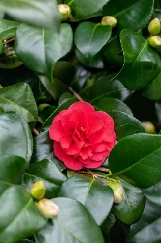 Camellia japonica 'Lady Campbell' - Rote Kamelie mit Blütezeit Februar-April - Immergrüne Kamelie mit leuchtend roten Blüten, ideal für Kübel und halbschattige Standorte. Pflegeleicht und winterhart bis -10 °C, bringt Farbe in Ihren Garten.