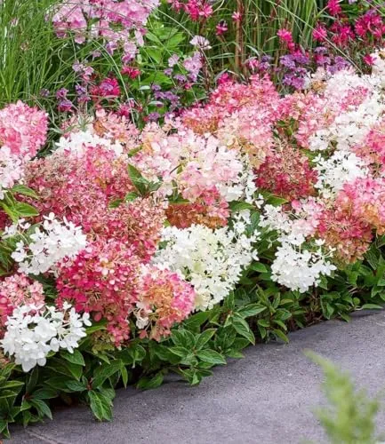 BALDUR-Garten Niedrige Hortensie 'Groundbreaker®' im 14 cm-Topf - Kompakte, reich blühende Pflanze für Hecken. Pflegeleicht, winterhart und ideal für sonnige bis halbschattige Standorte. Wuchshöhe: 30-40 cm.