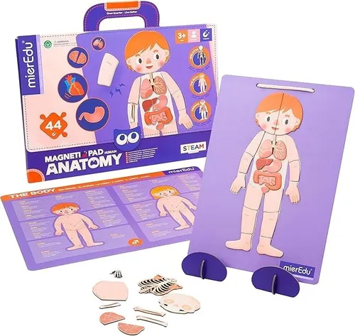 mierEdu Magnet Pad - Menschliche Anatomie - Lernspiel zur Vermittlung von Körperteilen, Knochen und Organen für effektives Lernen und Merken.