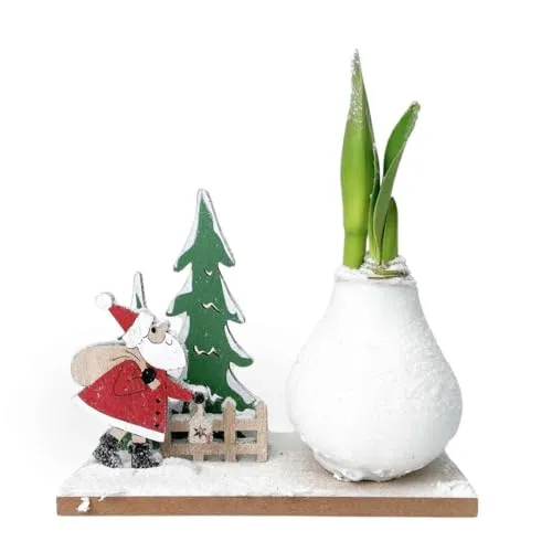 Plant in a Box - Amaryllis mit roten Blüten - Wonderland 'Santa' - Hippeastrum - Weihnachtsblume im Topf