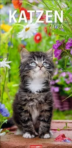 Katzen Kalender 2025: Ein XL Wandkalender, der die Samtpfoten perfekt in Szene setzt. Katzen und Kätzchen in einem länglichen Kalender. 33 x 68 cm Hochformat (Tierkalender Weingarten)