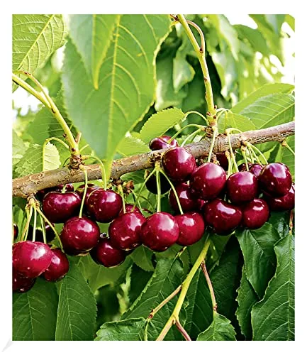 BALDUR Garten Selbstfruchtende Süßkirsche Swing, 1 Pflanze