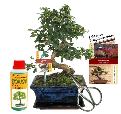 Exotenherz Bonsai Carmona Fukientee - 8 Jahre alt Geschenkset - Zimmerpflanze Geschenkset mit einzigartigem Bonsai Carmona, ideal für Anfänger. Enthält Untersetzer, Dünger, Schere und Pflegebroschüre für optimale Pflege.