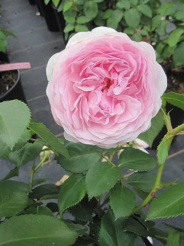 Strauchrose Olivia Rose Austin ® von Baumschule