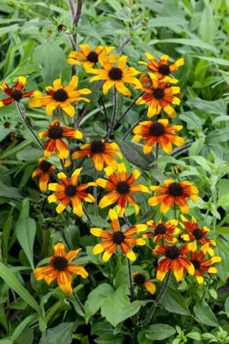 Rudbeckia triloba 'Prairie Glow' 11x11 cm Topf – Winterhart, Mehrjährig, Pflegeleicht – Dreilappiger Sonnenhut – Staude für Beet & Garten