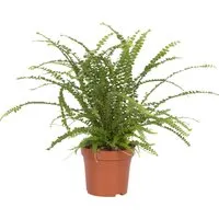 Schwertfarn Duffy Topf-Ø ca. 12 cm Nephrolepis