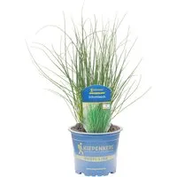 Kiepenkerl Schnittlauch beebetter Topf-Ø ca. 12 cm
