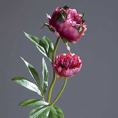Pfingstrose mit 2 Blüten 60cm Fuchsia DP Kunstblumen Seidenblumen künstliche Blumen Päonie