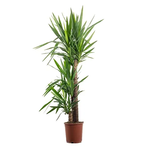 Palmlilie 3-stämmig - echte Zimmerpflanze, Yucca Elephantipes Palme 90/45/20 - Höhe ca. 135 cm, Topf-Ø 24 cm