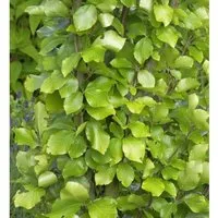 Produktbild Gelbe Säulen Buche 80-100cm - Fagus sylvatica