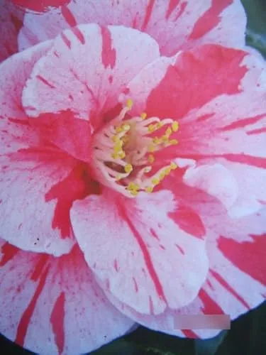 Camellia japonica Lady Vansittard von Baumschule