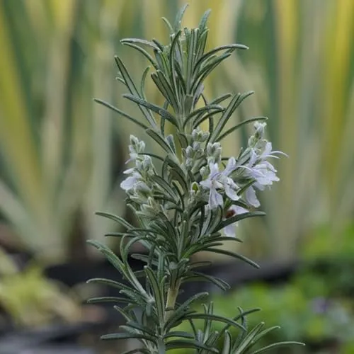 Blumixx Stauden Rosmarinus officinalis 'Arp' – winterharter Rosmarin, aromatisch & mehrjährig, hell-violett blühend, ideal für Beet & Topf, im 0,5L Pflanztopf
