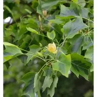 Amerikanischer Tulpenbaum Aureomarginata 125-150cm
