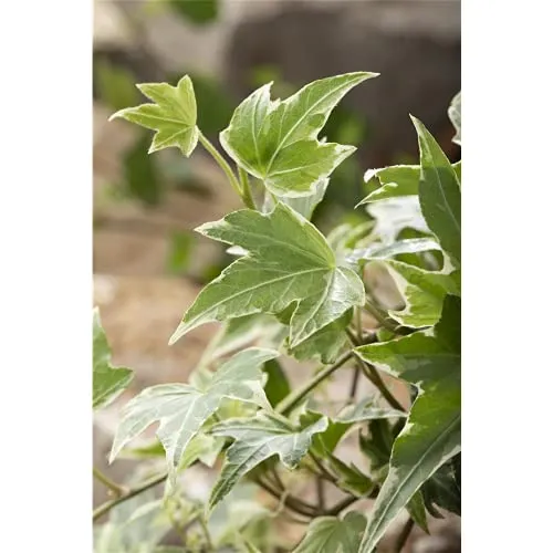 Efeu 'White Ripple' - Hedera helix, winterhart, grün-weißes Laub, in Gärtnerqualität von Blumen Eber - 12 cm