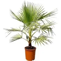 Sunny-Tree Palme Washingtonia Robusta 140-160 cm inkl. Topf Mexikanische Fächerpalme