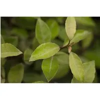 Ebbingei-Silberbeere - Elaeagnus ebbingei - Immergrüne Ölweide, ideal für sonnige bis halbschattige Standorte, blüht von Oktober bis November und sorgt für einen buschigen Wuchs.