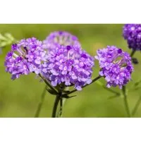 Verbena Rigida Steifverbene Ca. 9x9 cm Topf
