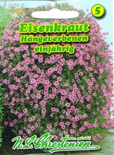 Eisenkraut 'Verbena pendula'