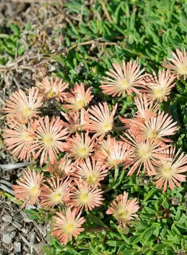 Delosperma sutherlandii 'Peach Star' 9x9 cm Topf – Winterhart, Mehrjährig, Pflegeleicht – Mittagsblume – Bodendecker für Steingarten & Beet