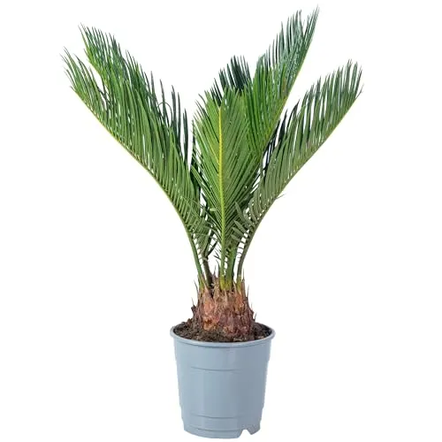 Produktbild Palmfarn 6+ Wedel