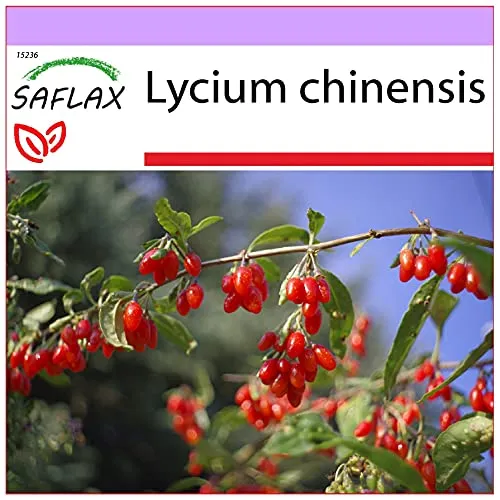 SAFLAX - Heilpflanzen - Gojibeere - 200 Samen - Lycium chinensis