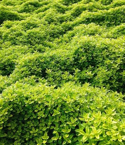 BALDUR Garten Bodendecker Zitronenthymian, 3 Pflanzen, schmetterlingsfreundlich, Thymus citriodorus aureus Polsterthymian Thymian Pflanzen, blühende winterharte Staude, trockenresistent, mehrjährig