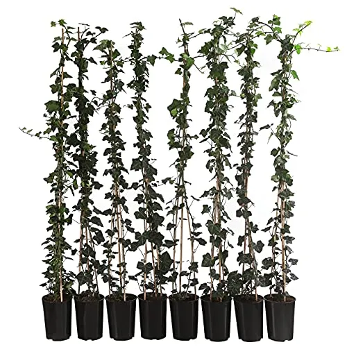 Dehner Großblättriger Efeu Hibernica, 2 m Hecke, ca. 120 cm, 8 x 3 l Topf | Hedera helix, immergrüne Heckenpflanze, Kletterpflanze, für sonnige bis schattige Standorte