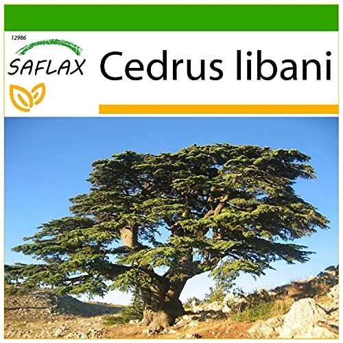 SAFLAX - Libanon - Zeder - 20 Samen - Mit keimfreiem Anzuchtsubstrat - Cedrus libani