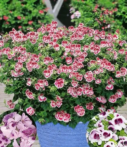 BALDUR Garten 3x Duft-Geranie 'Moskito-Schocker®' im 10,5 cm Topf