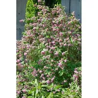 Deutzia 'Strawberry Fields' Maiblumenstrauch C 5 60- 100