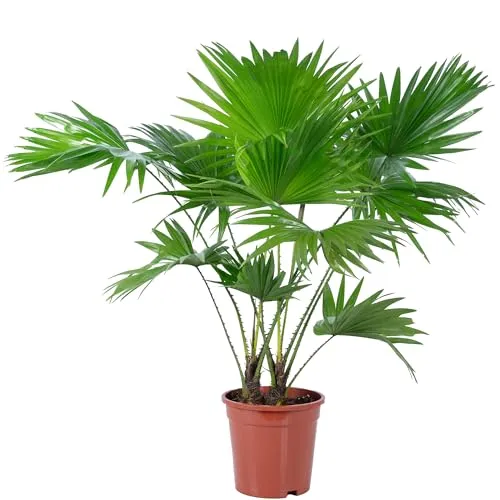 Schirmpalme - echte Zimmerpflanze, Livistona - Höhe ca. 60 cm, Topf-Ø 17 cm
