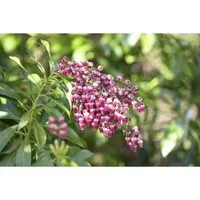 Pieris japonica 'Passion'