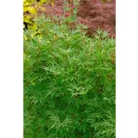 Produktbild Acer palmatum 'Crippsii'