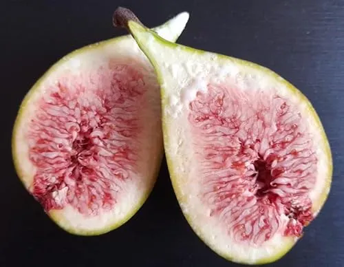 Perretta®, winterfeste Feige, Ficus carica, 40-60cm im Topf