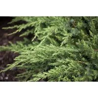 Juniperus Conferta Schlager Japanischer Kriechwacholder 20–30 cm